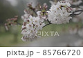 櫻花樹被雨淋濕了 85766720