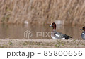 Flying toy duck 85800656