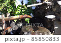 甲賀花園石獅橫濱公園- 甲賀花園石獅橫濱公園- 85850833