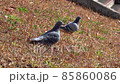 野鴿 野鴿 85860086