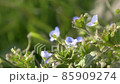 Kyoto Kameoka weeds 4K calm 85909274
