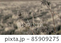 Kyoto Kameoka weeds 4K calm 85909275