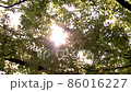 真夏の木漏れ日 真夏の木漏れ日 86016227