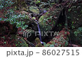 冬の屋久島（白谷雲水峡）の風景 86027515