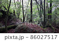 冬の屋久島（ヤクスギランド）の風景 86027517