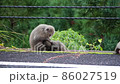 屋久島で見た野生動物（ヤクザル） 86027519