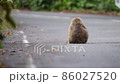 屋久島の西部林道で見た野生動物（ヤクザル） 86027520