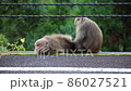 屋久島で見た野生動物（ヤクザル） 86027521