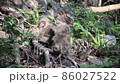 屋久島の西部林道で見た野生動物（ヤクザル） 86027522