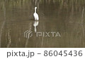 一隻用腳尋找食物的蒼鷺 86045436