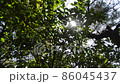 傾斜：從陽光穿過樹葉到陽光明媚的人行道 86045437