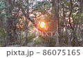 森林の中から朝日を拝む 86075165