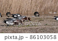 Hydrigams to eat food on land 86103058