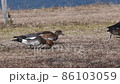 Hydrigams to eat food on land 86103059