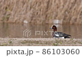 Wigeon looking around 86103060
