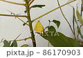 yellow butterfly walking on a branch 86170903