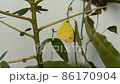 yellow butterfly walking on a branch 86170904