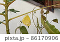 yellow butterfly walking on a branch 86170906