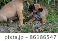 Homeless Puppies Playing on Grass. 86186547