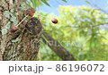 Acorn Weeble 86196072