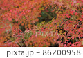 紅葉が揺れる 86200958