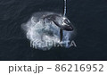 Humpback whale jumps out of the water, view from above 86216952