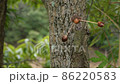 Acorn Weeble 86220583