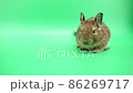 ぼーっとしていて急にハッと動き出すデグーの動画素材