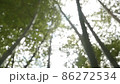 北海道松前町の竹林のボケ 86272534