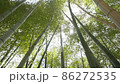 北海道松前町の竹林 86272535