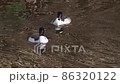 A scene where a male merganser dives to catch and eat a loach 86320122