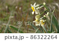 Osaka Takatsuki Hara district flower daffodil plant 4K 86322264