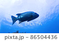 【水中撮影】海中で泳ぐイシダイ/石鯛/シマダイ③ 86504436