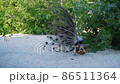 An adult peacock with bright plumage walks in the park. An adult peacock with bright plumage walks in the park. 86511364