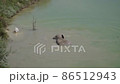 The Republic of Crimea. The city of Belogorsk. July 17, 2021. An elephant is swimming in a pond, and a pelican is swimming nearby. The Republic of Crimea. The city of Belogorsk. July 17, 2021. An elephant is swimming in a pond, and a pelican is swimming nearby. 86512943