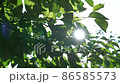 Sunbeams seen from the fresh green of early summer 86585573