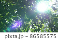 Sunbeams seen from the fresh green of early summer 86585575