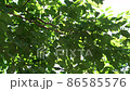 Sunbeams seen from the fresh green of early summer 86585576