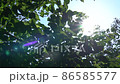 Sunbeams seen from the fresh green of early summer 86585577