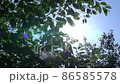 Sunbeams seen from the fresh green of early summer 86585578