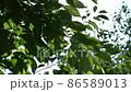Sunbeams seen from the fresh green of early summer 86589013