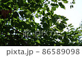 Sunbeams seen from the fresh green of early summer 86589098
