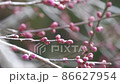 Kyoto plum winter spring 4K raw shrine 86627954