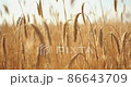 Wheat Field. Ears of wheat close up. Harvest and harvesting concept. 86643709