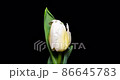 白色鬱金香開花時間圈 白色鬱金香開花時間圈 86645783