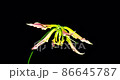 Gloriosa 時間流逝 Gloriosa 時間流逝 86645787