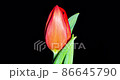 紅色鬱金香開花遊戲中時光倒流 紅色鬱金香開花遊戲中時光倒流 86645790