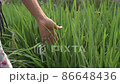 Woman walking touching long grass in field on summer evening. Woman hand touching green grass in fields. Slow Motion. 86648436