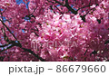 満開の河津桜 86679660