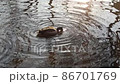 Duck duck 86701769